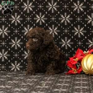 Upundra, Toy Poodle Puppy